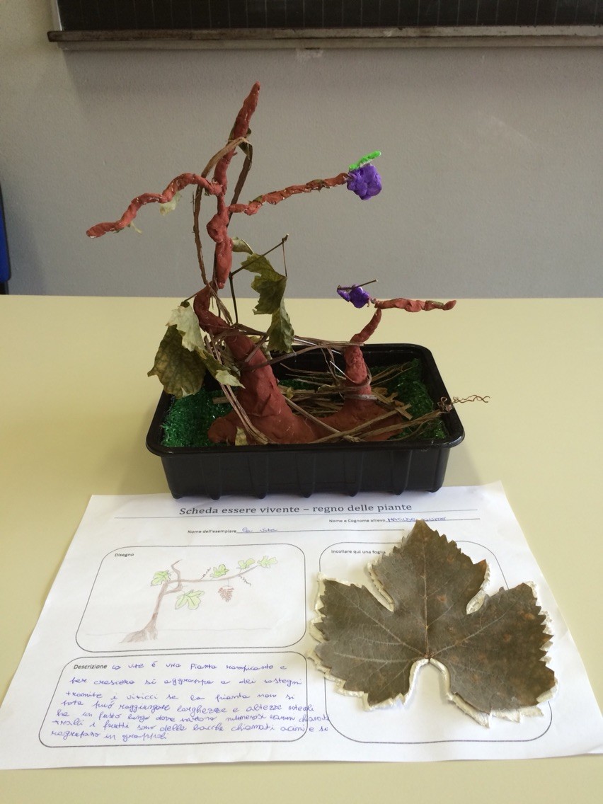 Progetto estivo regno delle piante 2015: Matilde