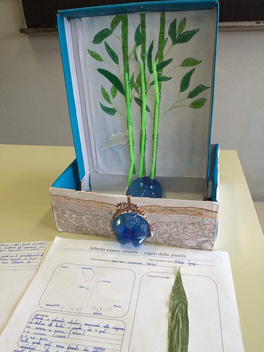 Progetto estivo regno delle piante 2015: Roberto