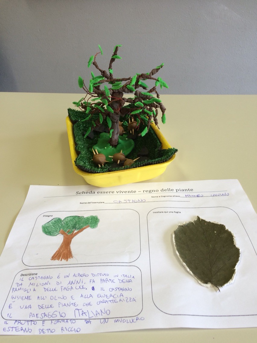 Progetto estivo regno delle piante 2015: Matteo