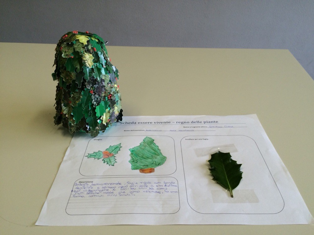 Progetto estivo regno delle piante 2015: Stefano