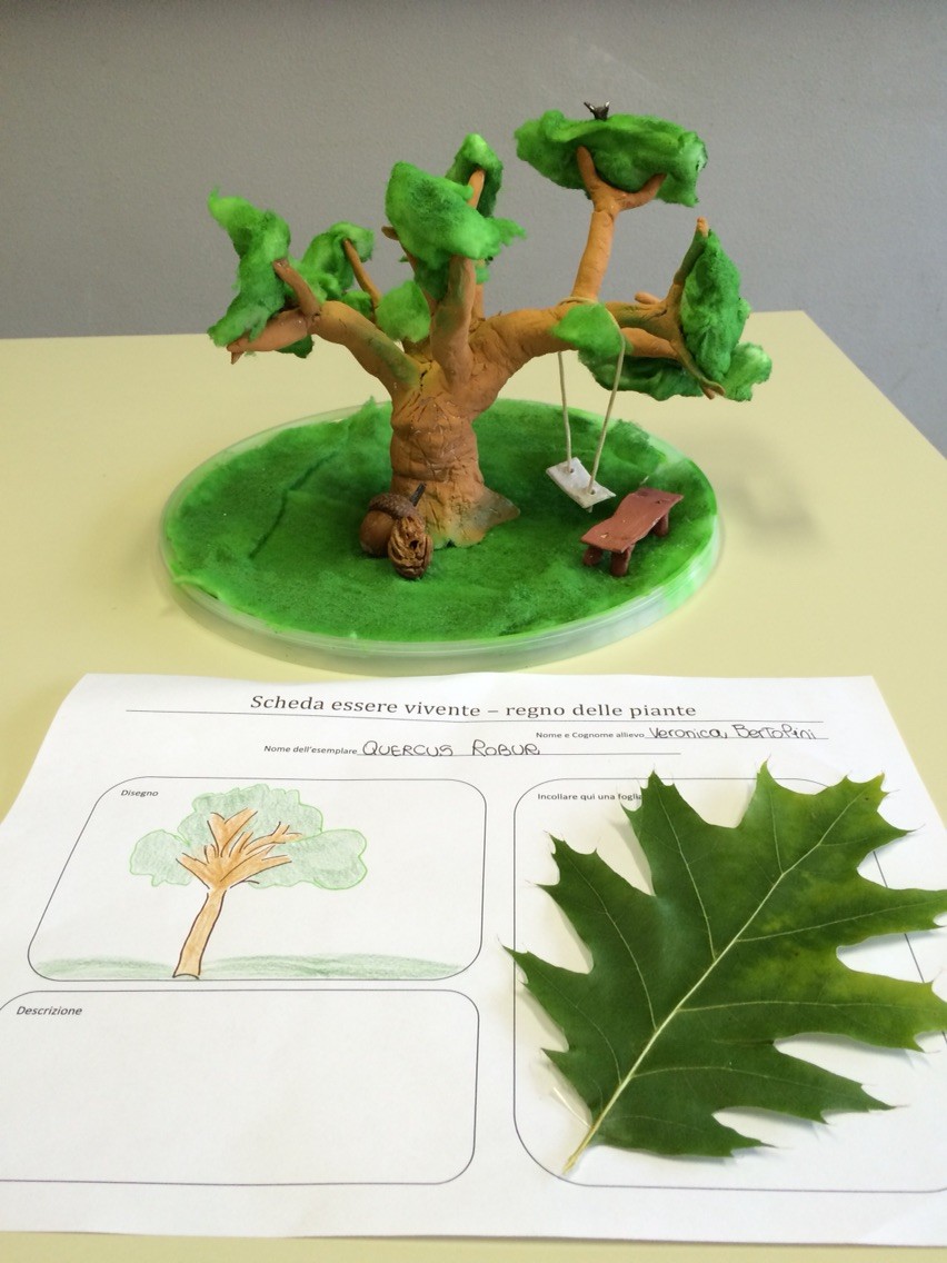 Progetto estivo regno delle piante 2015: Veronica