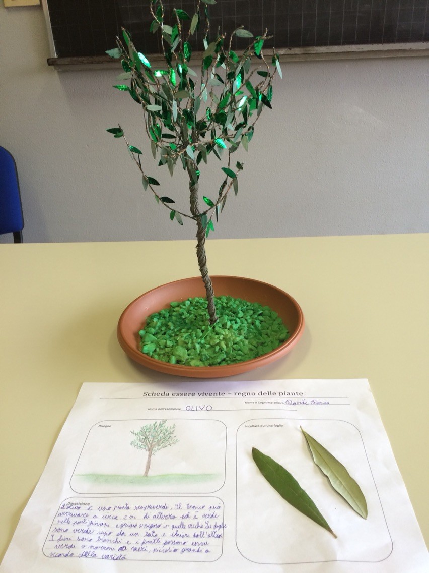 Progetto estivo regno delle piante 2015: Davide