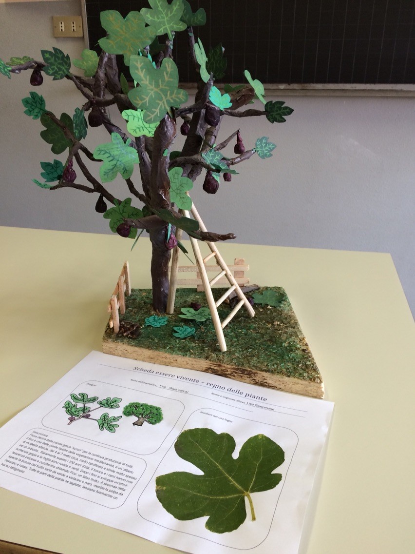 Progetto estivo regno delle piante 2015: Lisa