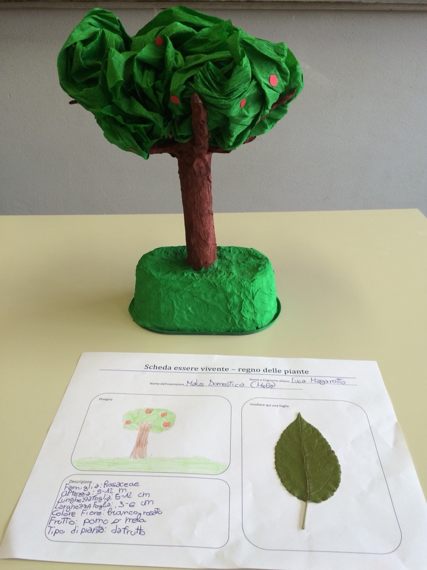 Progetto estivo regno delle piante 2015: Luca