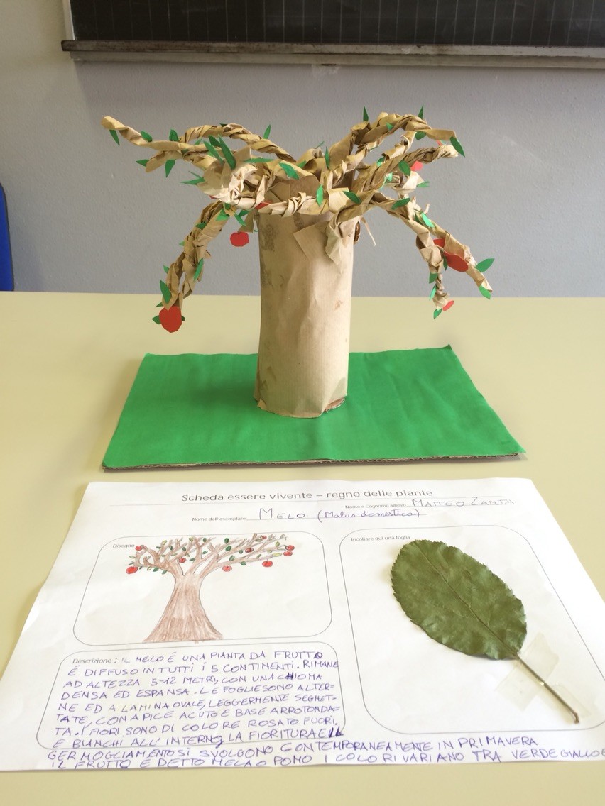 Progetto estivo regno delle piante 2015: Matteo