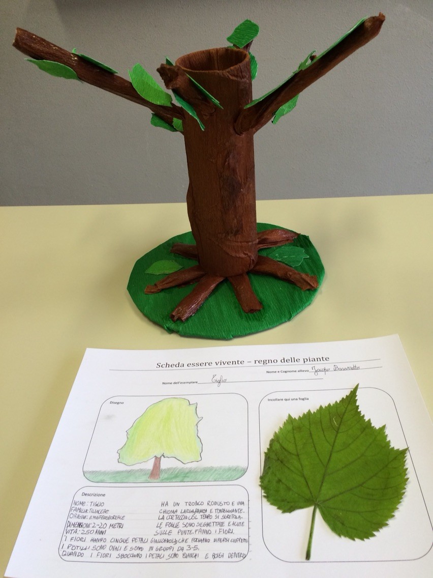 Progetto estivo regno delle piante 2015: Jacopo