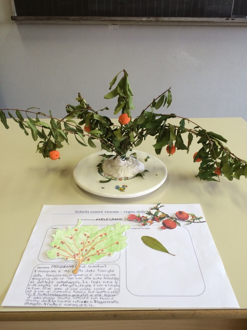 Progetto estivo regno delle piante 2015: Alessandro