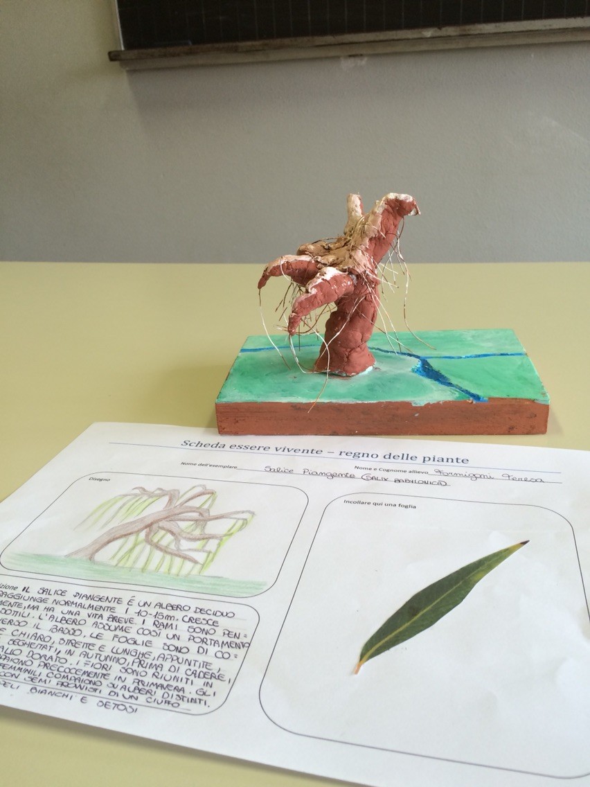 Progetto estivo regno delle piante 2015: Teresa