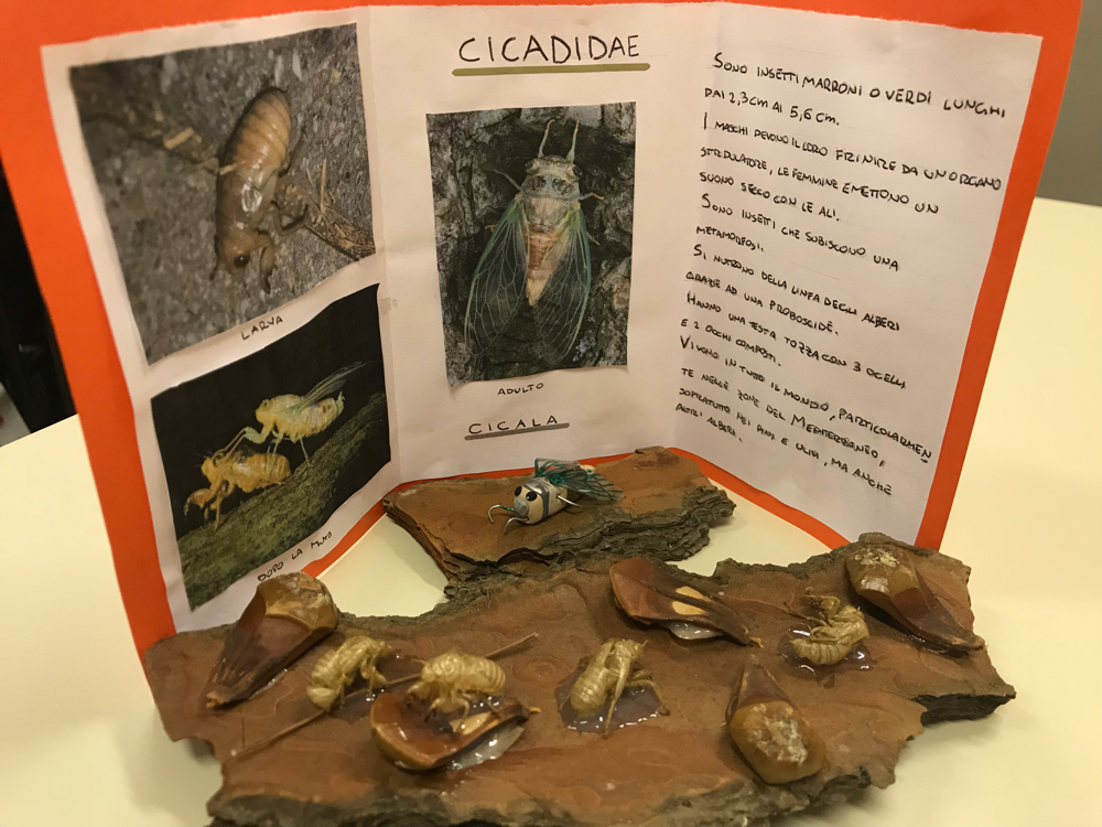 Progetto Scienze 2019 - Eleonora e Viola