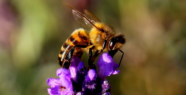 Broschüre "Bienenfreundliche Pflanzen"