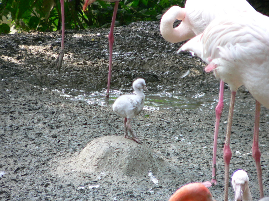 Kleiner Flamingo - kleiner Hügel.