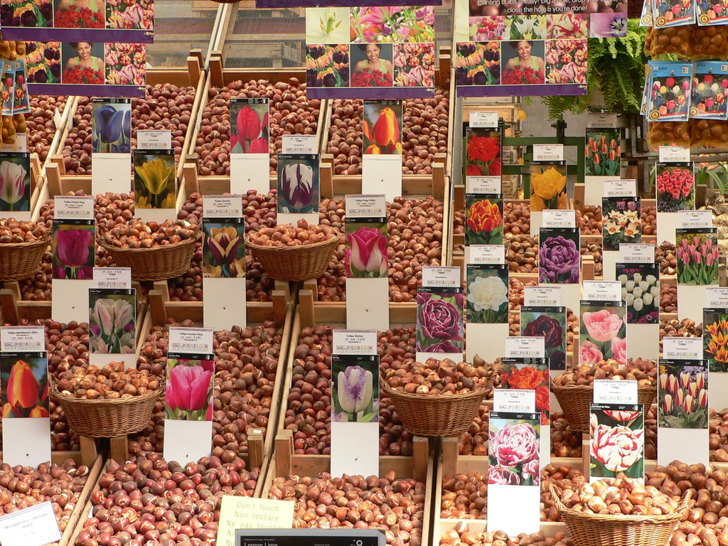 Tolle Auswahl im Blumenmarkt