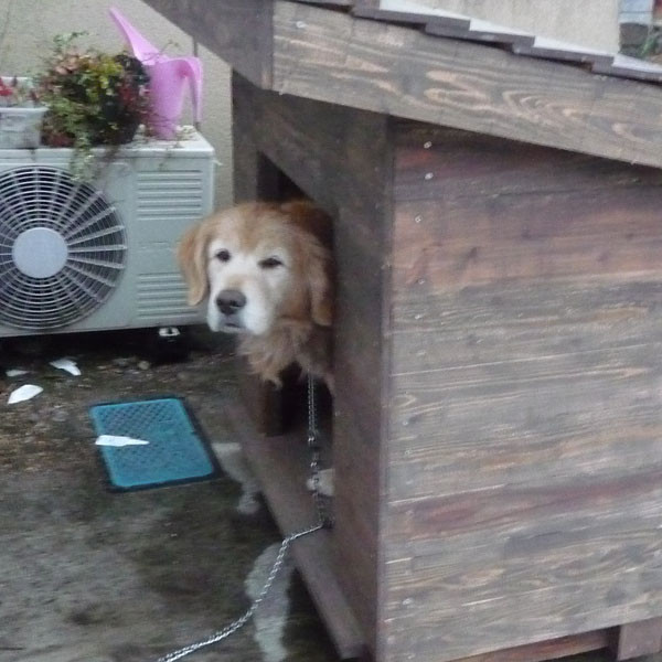 犬小屋は気に入ったかな Bespoke ビスポーク 福山市 注文住宅 リフォーム 自然素材 建築設計デザイン