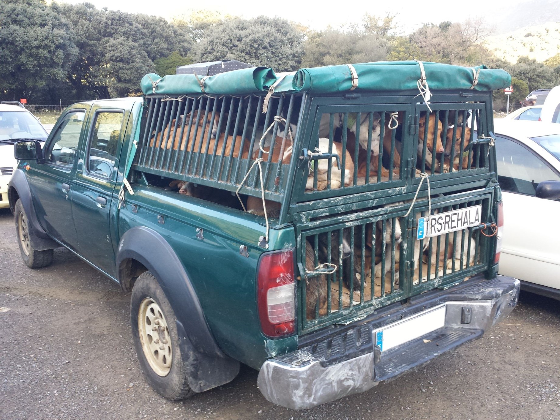 In diesem Pickup sind pro Etage etwa 12 Hunde eingesperrt. Auf Holzböden. So niedrig, dass sie nicht einmal stehen können. Eine Schande!