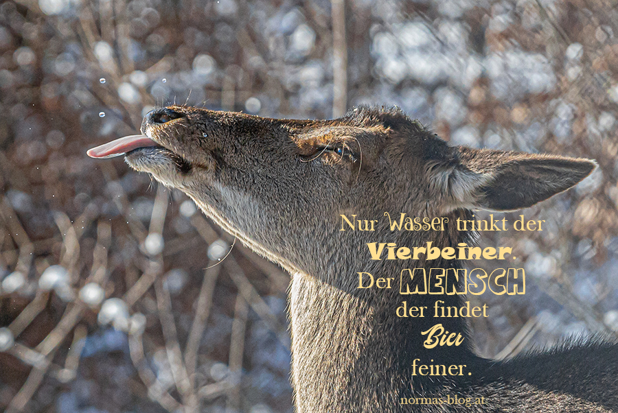 Sprüche normasblog.at