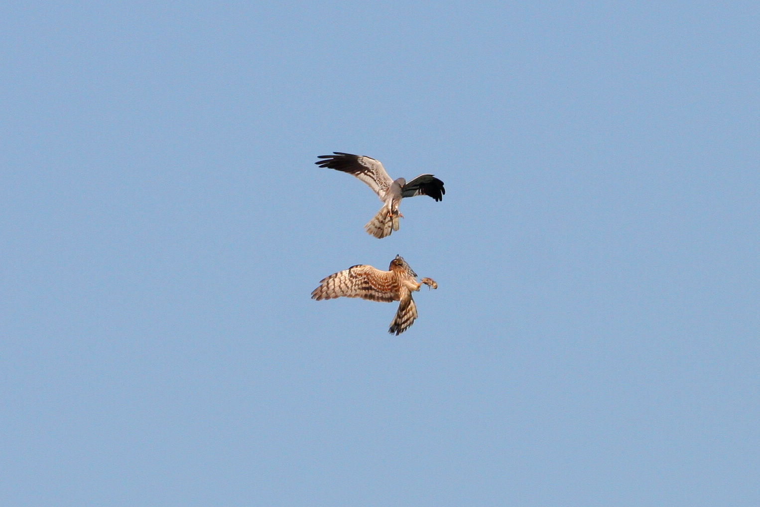 Geschickt fängt das Weibchen die Maus im Flug. Foto Zdenek Tunka LBV-Bildarchiv