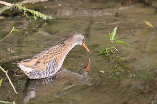 Lauernde Wasserralle (Bild:  Luca Finger)