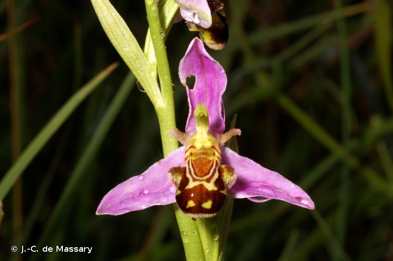 Le monde des Orchidées