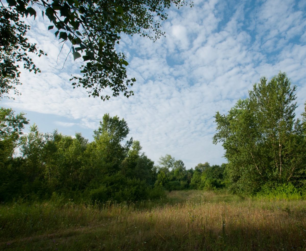 Partenariat avec la Réserve Naturelle du Massif forestier Illkirch-Neuhof