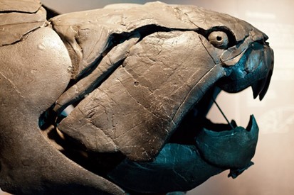 Crâne de Dunkleosteus, découvert en 1987, exposé au Muséum d’histoire naturelle de Vienne