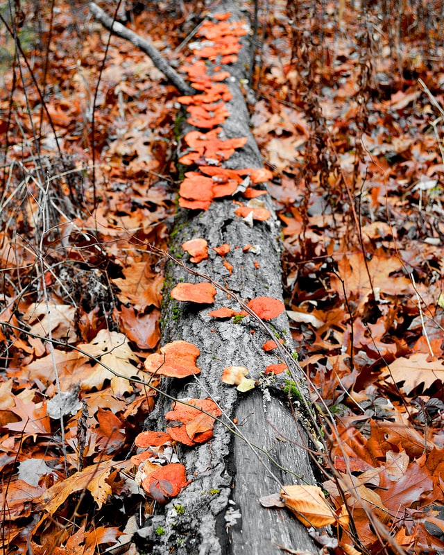 L'importance du bois mort en forêt