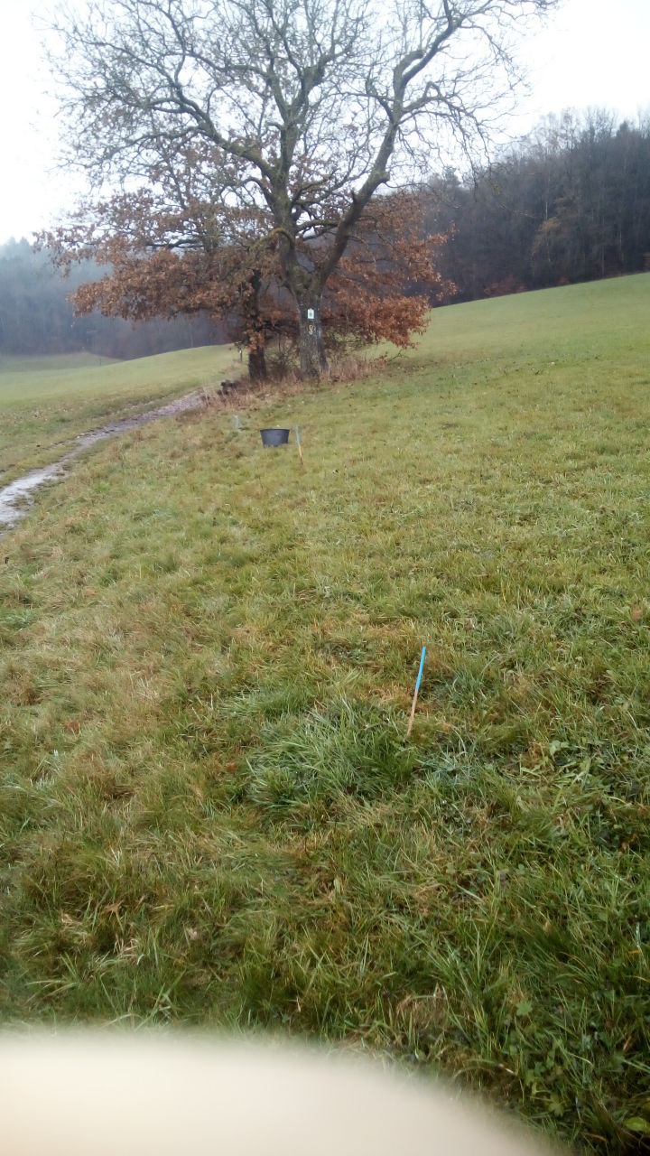 Heckenbeginn