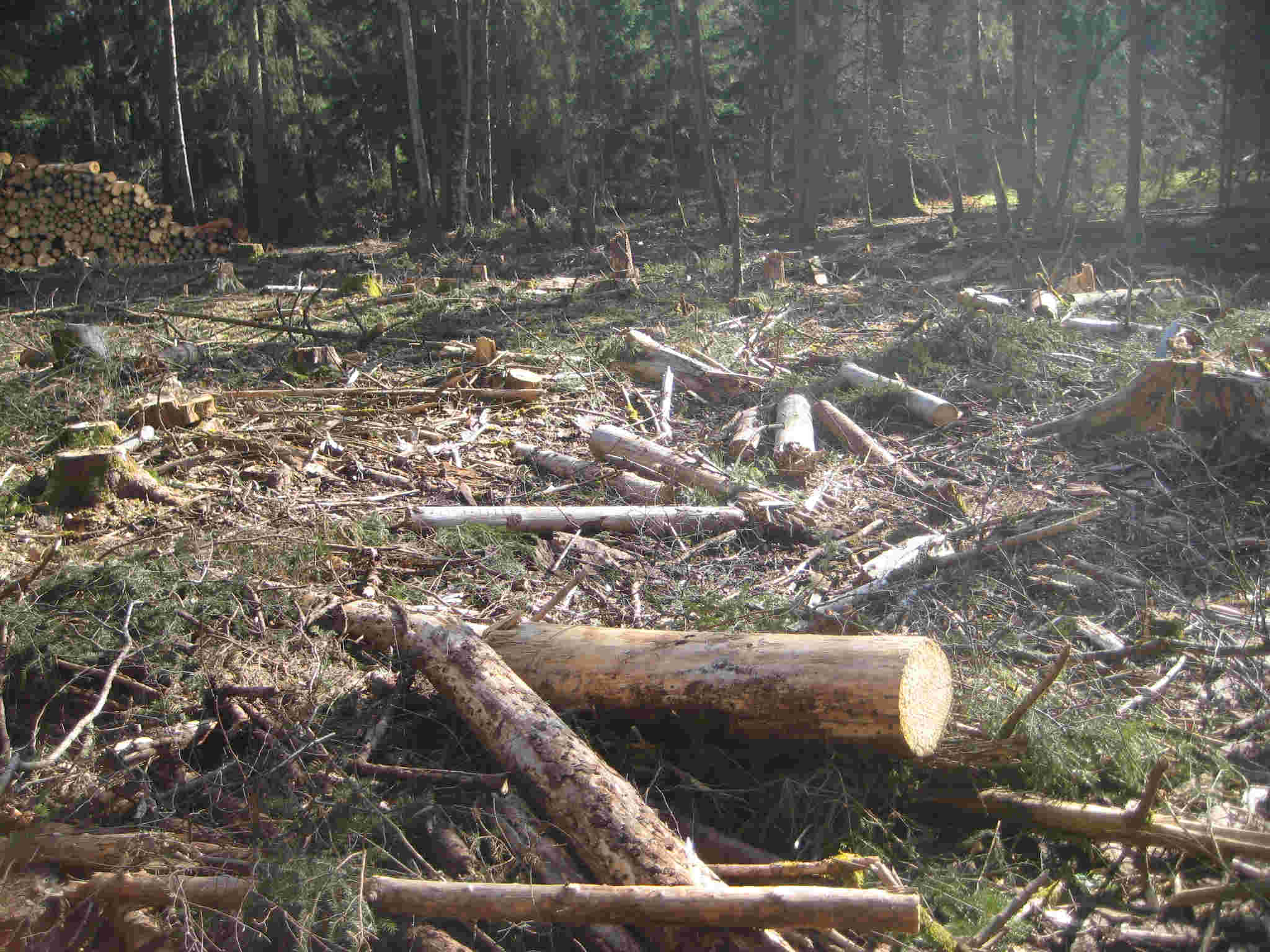 Restholz auf der Fläche 