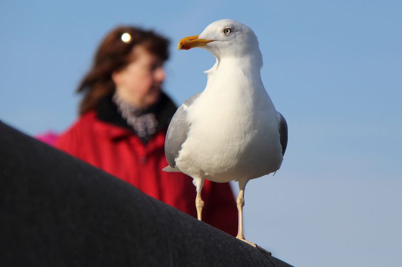 zuhause ist da wo die möwen wohnen