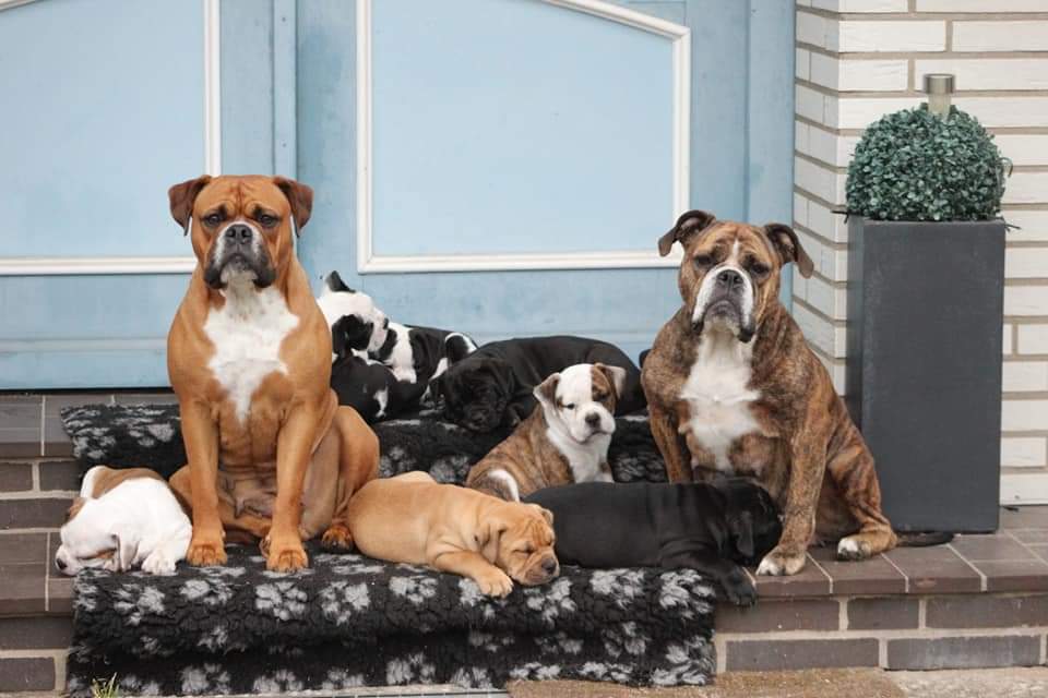 Continental Bulldog Hamburg Diekbek Bulldogs