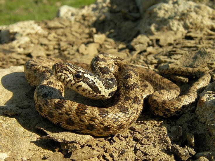 Blotched Snake (Elaphe sauromates) juvenile, Evros-delta, Greece, May 2010