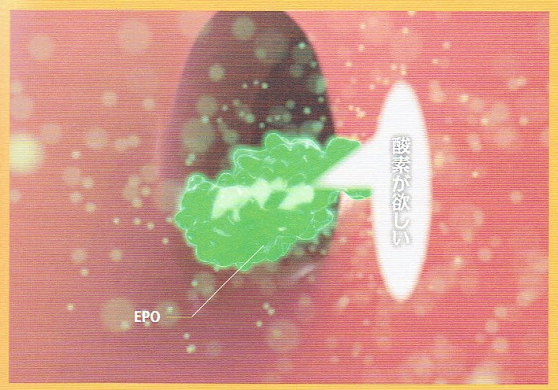 腎臓が出すEPOは、「酸素が欲しい」というメッセージだ。
