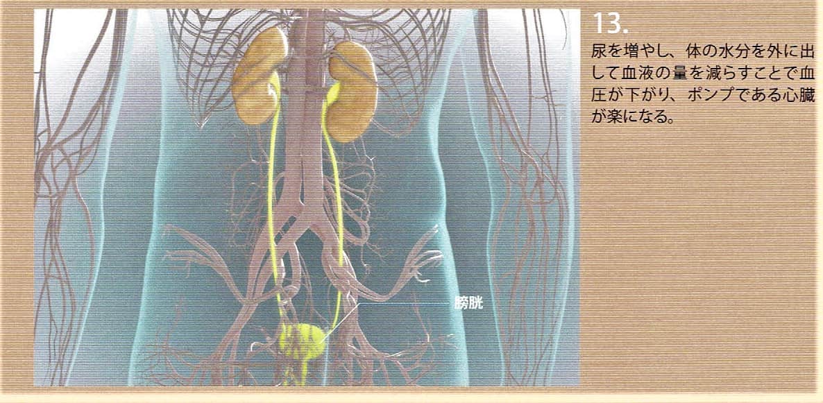10．水分を体外に出すことで血圧が下がり、ポンプの心臓が楽になります。