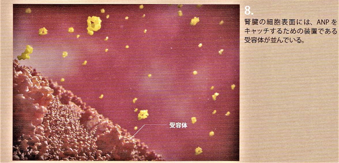 ６．腎臓の細胞表面には、ANPをキャッチする受容体が並んでいます。