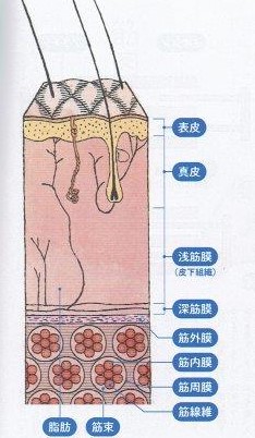 浅筋膜と深筋膜は痛みを放散させます。