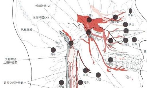 翳風です。近くに副交感性の迷走神経、舌咽神経が通っています。