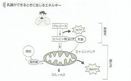 乳酸ができる時にエネルギーが作られます。