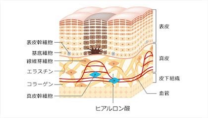 体内コラーゲンを探査