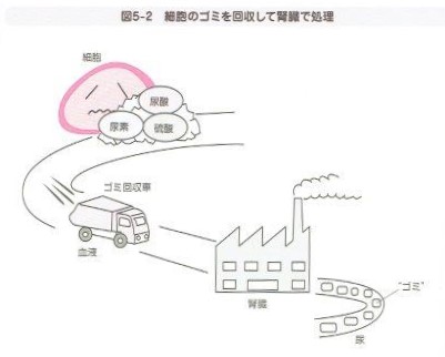 「よくわかる生理学の基本としくみ」より