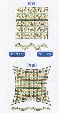 筋膜はコラーゲンとエラスチンからなり、縦横に織り込まれてガーゼのような膜を作っています。