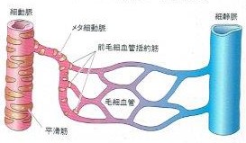 画像は「人体の正常構造と機能」より
