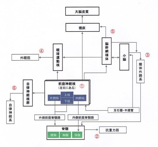 前庭系は頭の位置や動きに合わせて抗重力筋の緊張を調節し、適切な姿勢とバランスを維持すること。
