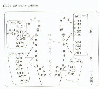 下行性疼痛抑制系に関わるドーパミンは脳幹部に神経核が存在してます。