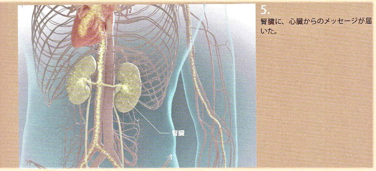 ４．腎臓に心臓からのメッセージが届きました。