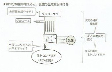 糖の分解量が増えると乳酸の生成量が増える。