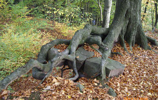 Baumwurzeln, die größere Steine überwuchern