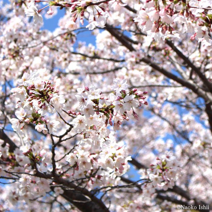 2026年の桜