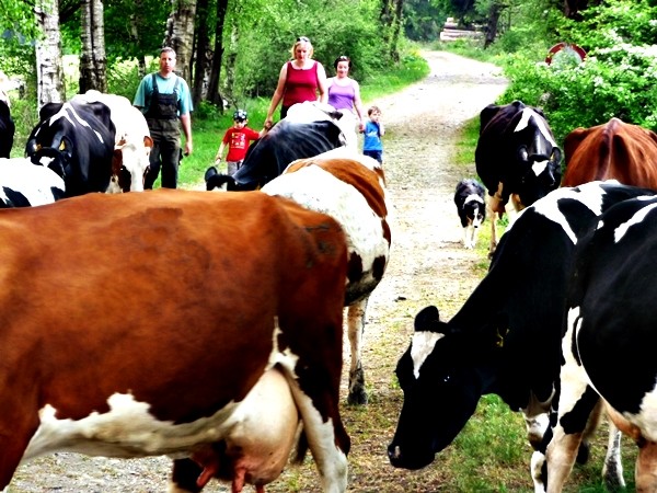 Kühe treiben Ferien auf dem Bauernhof Eifel