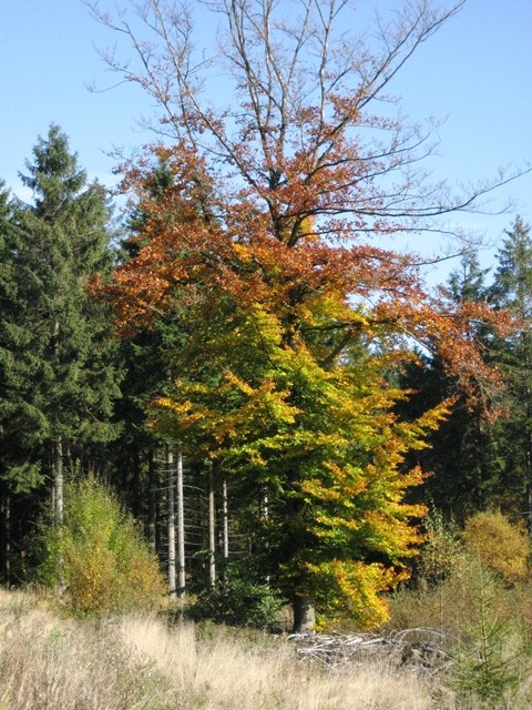 Bauernhof nrw-Herbstbäume