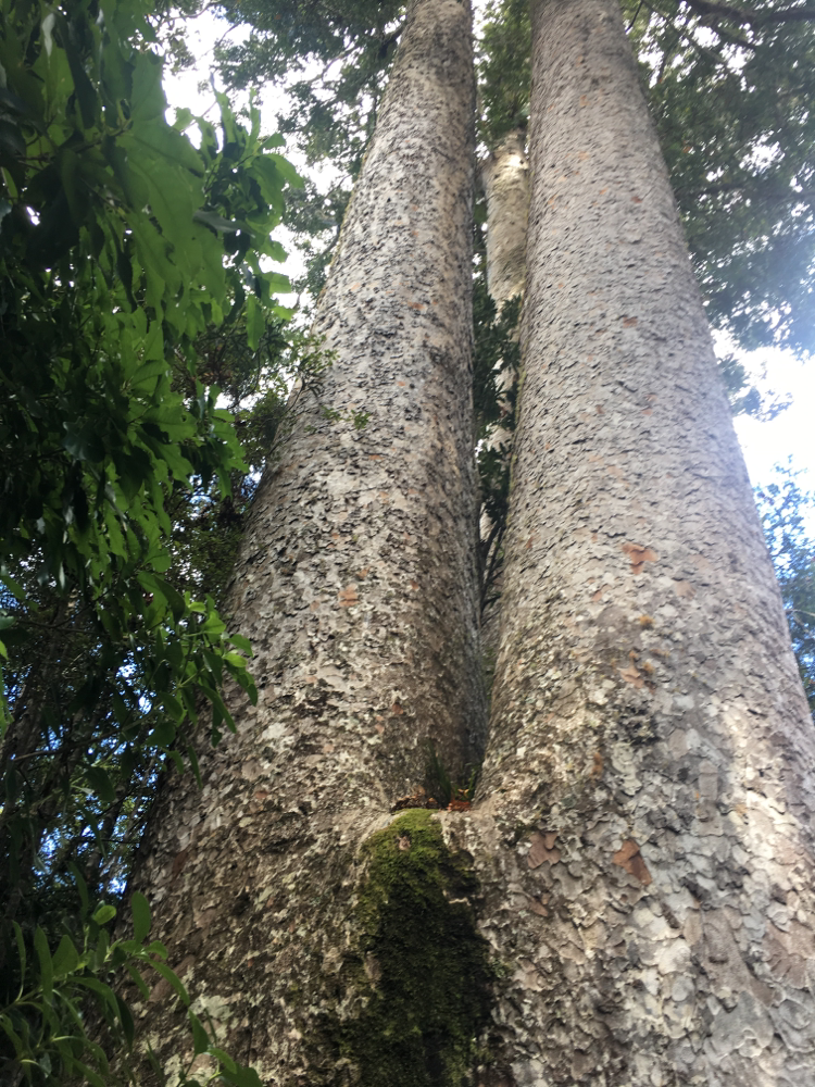 Siamesische Kauribäume - das waren mal zwei Bäume 