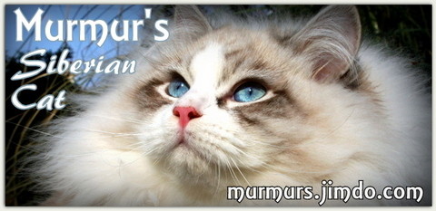 Siberiani Co Murmurs Allevamento Di Gatto Siberiano